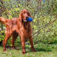 Setter Irlandais avec un jouet bleu dans la gueule