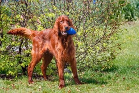 Setter irlandais avec un jouet bleu dans la gueule