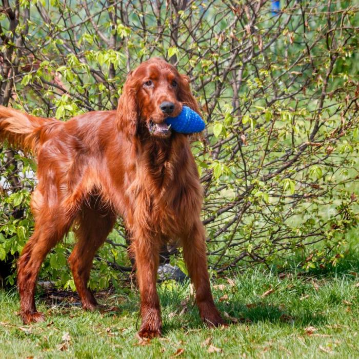 Tout Savoir Sur Le Setter Irlandais