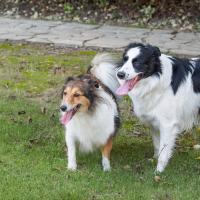 Border Collie avec un Shetland dans un jardin