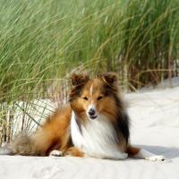 Shetland noir, blanc et feu couché sur du sable