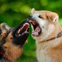 Shiba inu et berger allemand qui se bagarrent