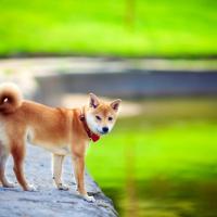 Shiba Inu debout au bord de l'eau