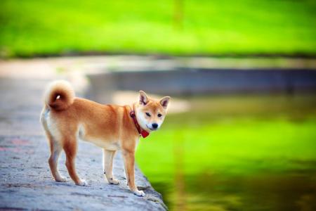 Shiba Inu debout au bord de l'eau