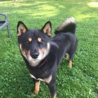 Shiba, le petit chien de Carlone