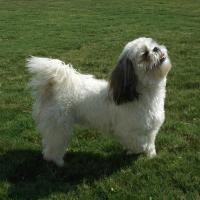 Shih Tzu noir et blanc debout sur l'herbe