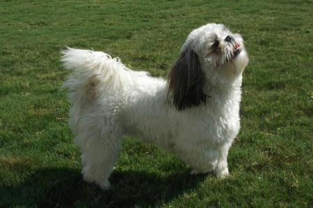 Shih tzu noir et blanc debout sur l herbe