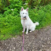 Siam, le magnifique Berger Blanc Suisse de Marie-Claude