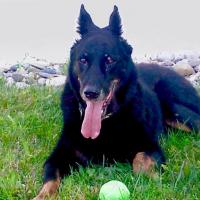 Siska,15 ans, la chienne Beauceron de Sandrine