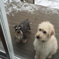 Sissi, la Goldendoodle de Rosita avec son copain