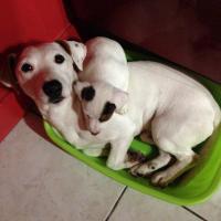 Snoopy et son chiot, le Jack Russel de Philippe