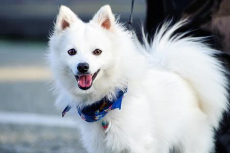 Spitz japonais avec un foulard bleu