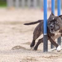 Staffordshire bull terrier qui fait de l'agility 