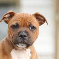 Chiot Staffordshire bull terrier