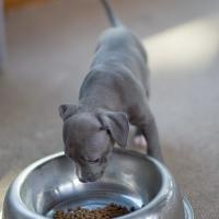 Chiot Staffordshire bull terrier avec sa gamelle