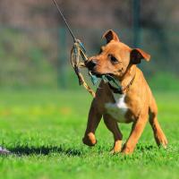 Chiot Staffordshire bull terrier qui joue