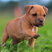 Chiot Staffordshire bull terrier dans la nature