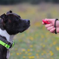 Staffordshire bull terrier avec un clicker