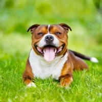 Staffordshire bull terrier couche dans l'herbe