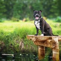 Staffordshire bull terrier au bord de l'eau