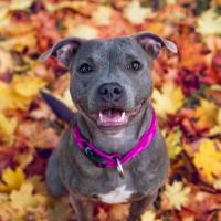 Staffordshire bull terrier dans la foret 