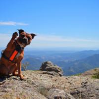 Staffordshire bull terrier en haut d'une montagne avec son harnais