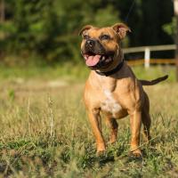 Staffordshire bull terrier dans l'herbe 