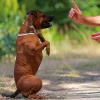 Staffordshire bull terrier avec son maitre