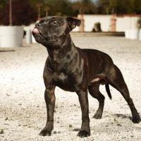 Le Staffordshire Bull Terrier