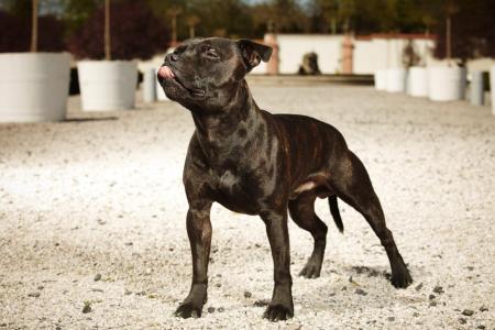 Staffordshire bull terrier noir qui tire la langue