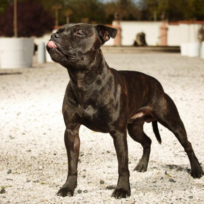 Tout Savoir Sur Le Stafforshire Bull Terrier
