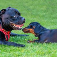 Staffordshire bull terrier avec un teckel dans l'herbe