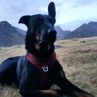 Superbe Beauceron de Maelys