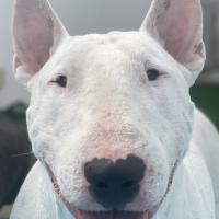 Superbe Bull Terrier blanc