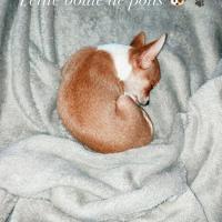 Sushi, la jolie Chihuahua de 2 mois et demi de jeanne