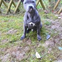 Tayson, chien de Sophia qui a bien grandi