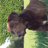 Taz, le chien de Jonathan