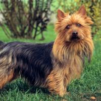 Terrier Australien dans la nature