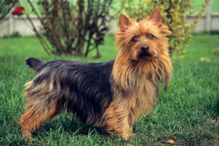 Terrier australien dans la nature