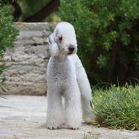 Terrier de Bedlington dans un jardin