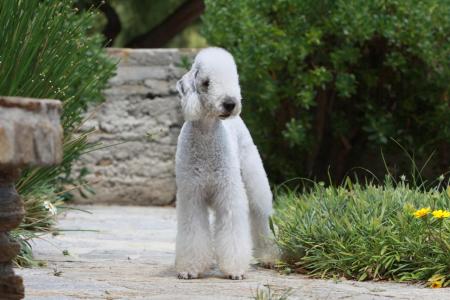 Terrier de bedlington dans un jardin