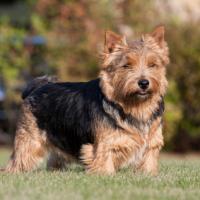 Terrier de Norwich