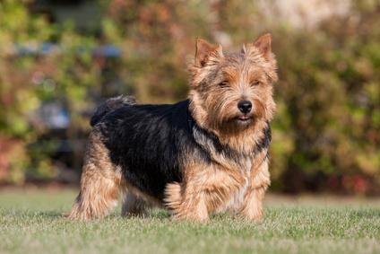 Terrier de norwich