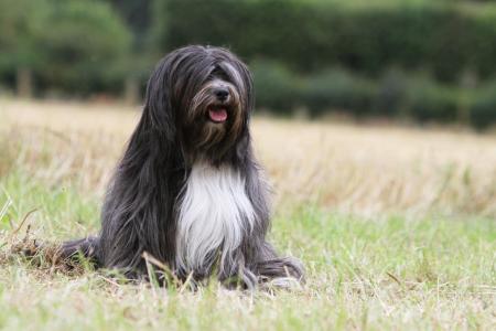 Terrier du tibet assis dans un champs