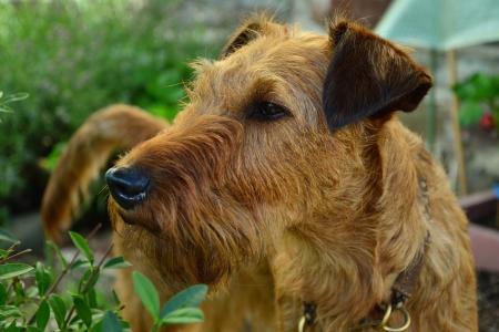 Terrier irlandais