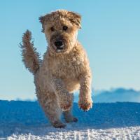 Terrier Wheaten à la montagne