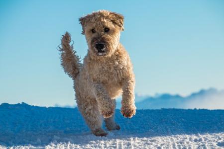 Terrier wheaten