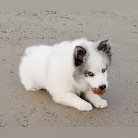 Thalia, la superbe Pomsky de Sophie