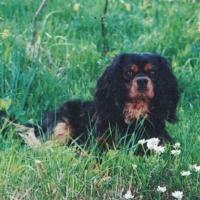 Théo, le Cavalier King Charles d'Isabelle