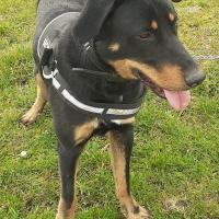 Thor, Beauceron de 2 ans